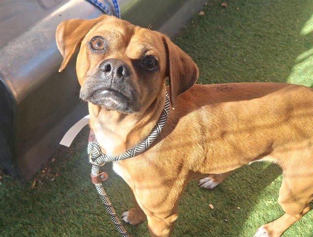 TOMMY - Pug / Beagle available for adoption