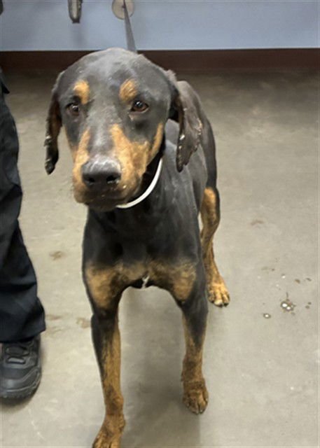 ECHO - Doberman Pinscher available for adoption