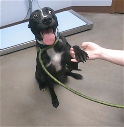 DOLLY - American Pit Bull Terrier available for adoption