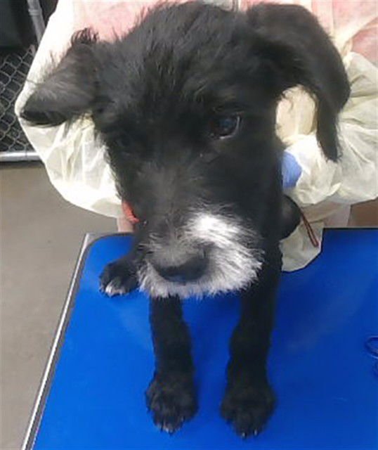 WAZOWSKI - Giant Schnauzer available for adoption