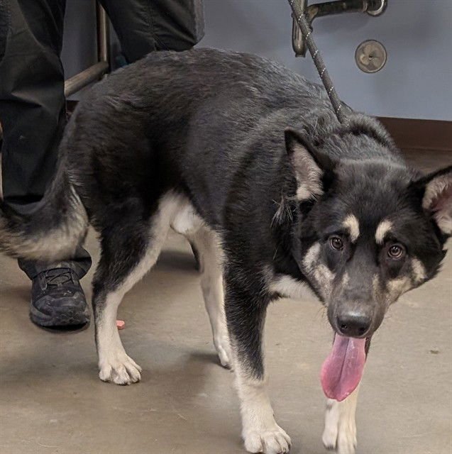 CANNON - Husky available for adoption