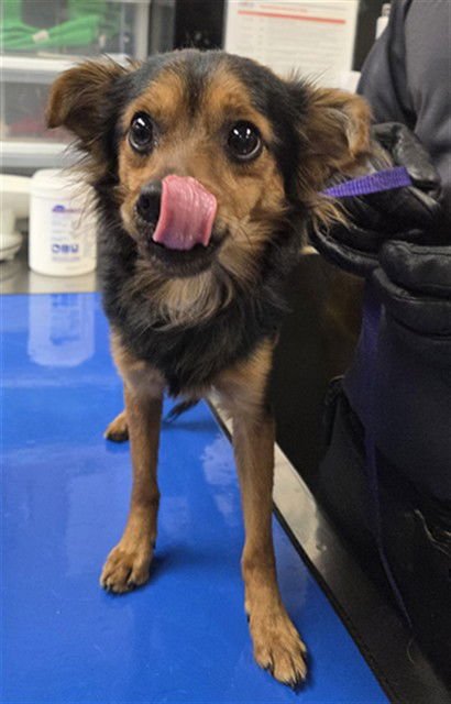 WILLY - Papillon / Chihuahua available for adoption