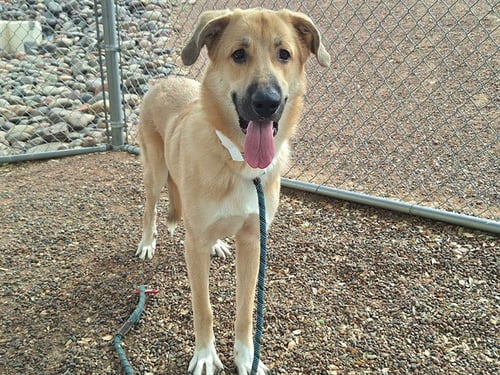 ANTELOPE - Anatolian Shepherd available for adoption