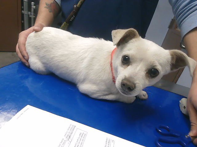 COCO - Chihuahua available for adoption