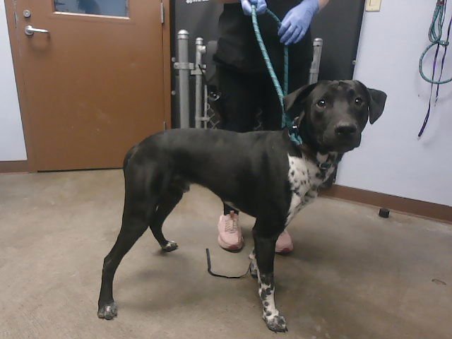 BURGER - Bluetick Coonhound / American Pit Bull Terrier available for adoption