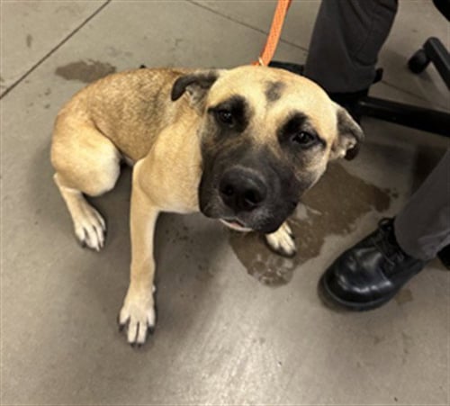 BLOSSOM - Staffordshire Bull Terrier / German Shepherd Dog available for adoption