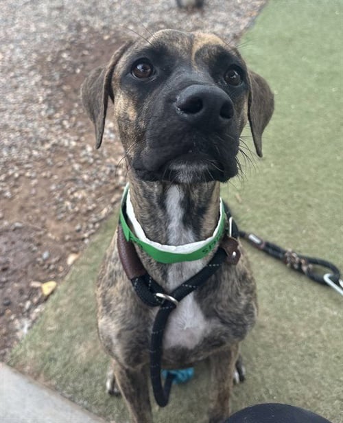 ANGELINA - American Pit Bull Terrier / Plott Hound available for adoption