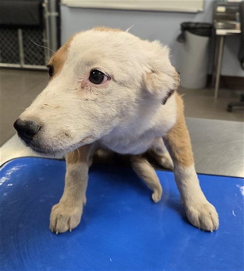 SPARKLE - Border Collie available for adoption