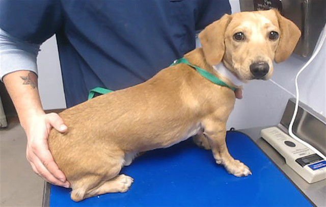 POPSICLE - Dachshund available for adoption