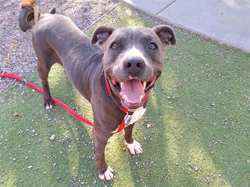 FRASER - American Pit Bull Terrier available for adoption