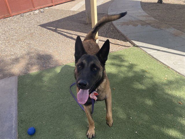 JAX - Belgian Shepherd Malinois / German Shepherd Dog available for adoption