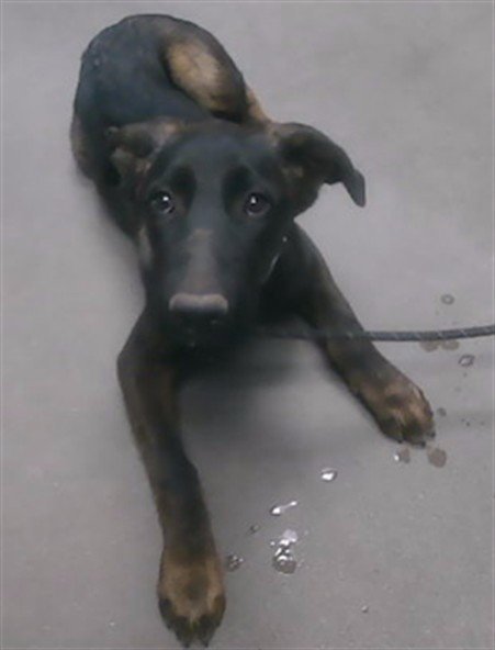 LOVER - German Shepherd Dog available for adoption
