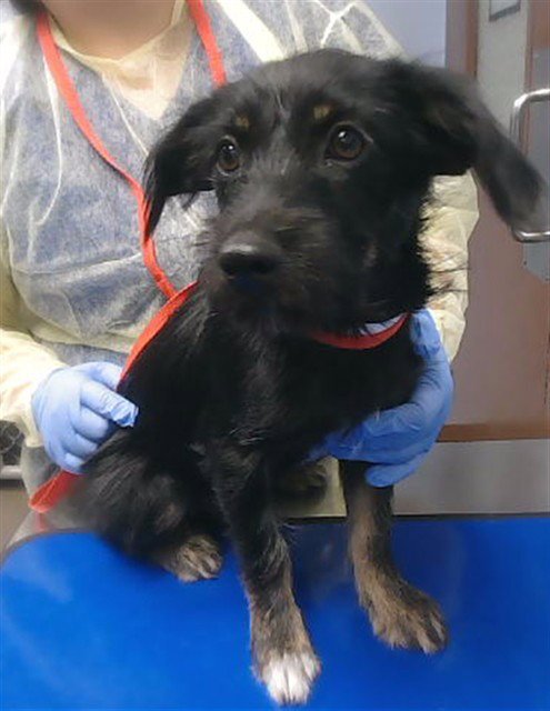 HENRIE - Giant Schnauzer available for adoption