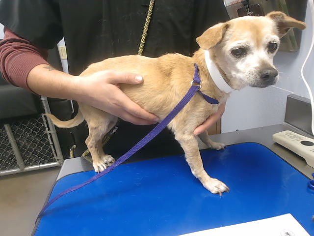 ROSIE - Chihuahua available for adoption