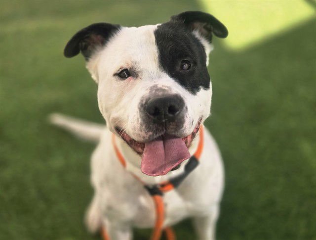 LILY - American Pit Bull Terrier available for adoption