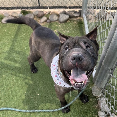 RUFFLES - Chinese Shar-Pei available for adoption