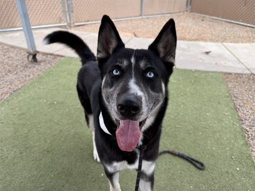JOHNNY BRAVO - Alaskan Malamute available for adoption