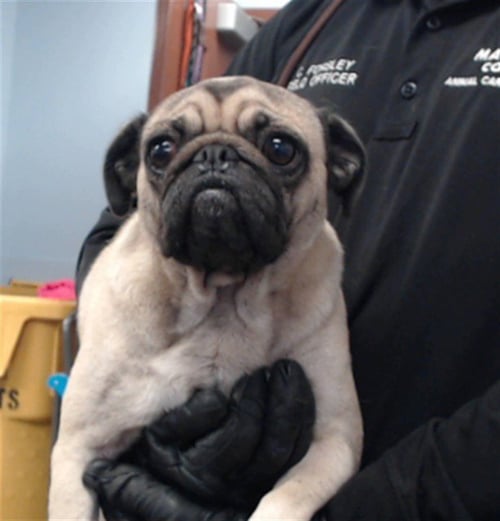 LADYPUG - Pug available for adoption