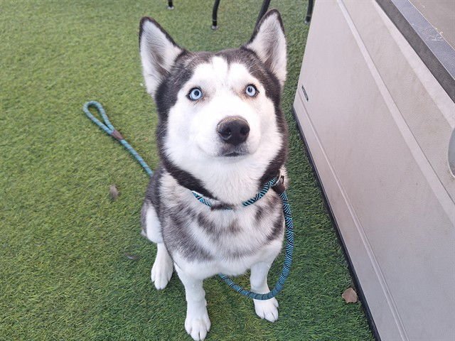 SEDAN - Siberian Husky available for adoption
