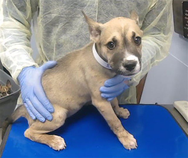 SKILLET - German Shepherd Dog / Siberian Husky available for adoption