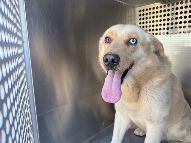 SUNDAE - Labrador Retriever / Siberian Husky available for adoption