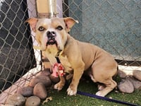 BUTTERBALL - Photo 1