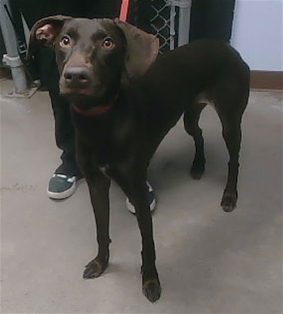 BISCUIT - Doberman Pinscher available for adoption