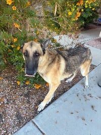 BENNY - Photo 1