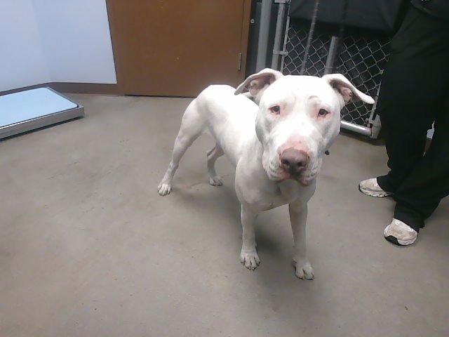 GOOF - American Pit Bull Terrier / Bull Terrier available for adoption