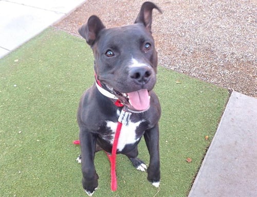 BRUNO - American Pit Bull Terrier available for adoption