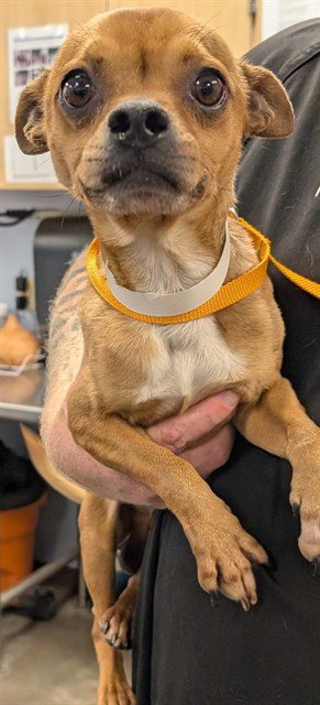 BUTTER - Chihuahua available for adoption