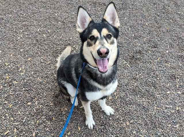 SJ - Siberian Husky / German Shepherd Dog available for adoption