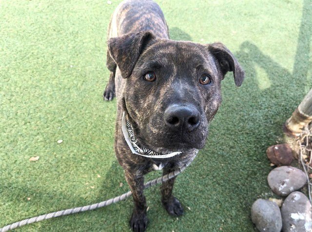 ZEPPELIN - American Pit Bull Terrier available for adoption