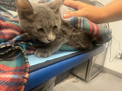 BRENDA - Domestic Short Hair available for adoption
