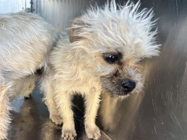 ZHANG - Brussels Griffon / Pug available for adoption