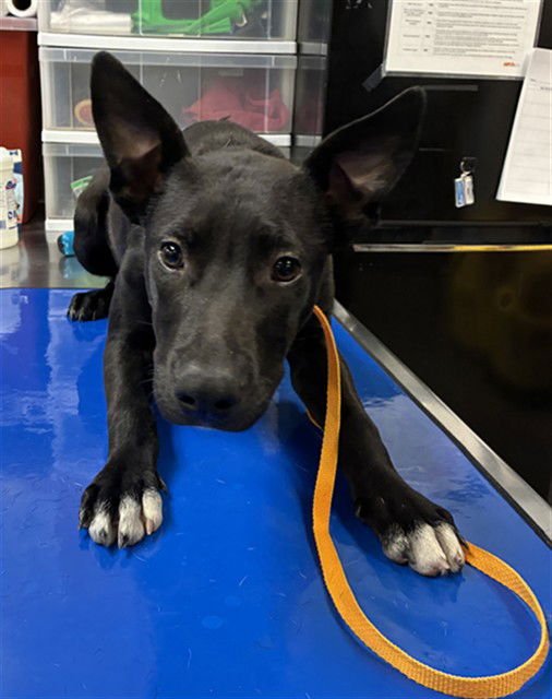 SNOOPY - German Shepherd Dog available for adoption