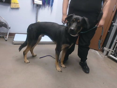 DONNY - German Shepherd Dog / Rottweiler available for adoption