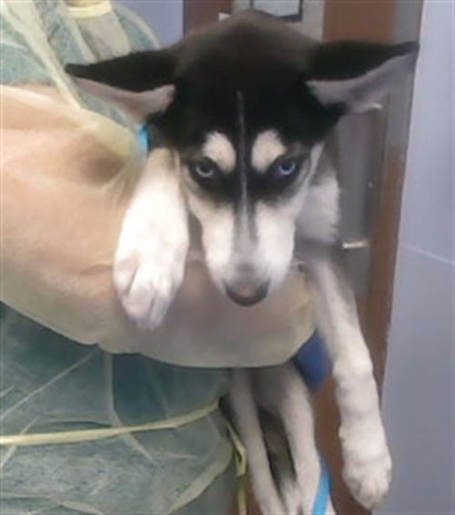 AURORA - Siberian Husky available for adoption