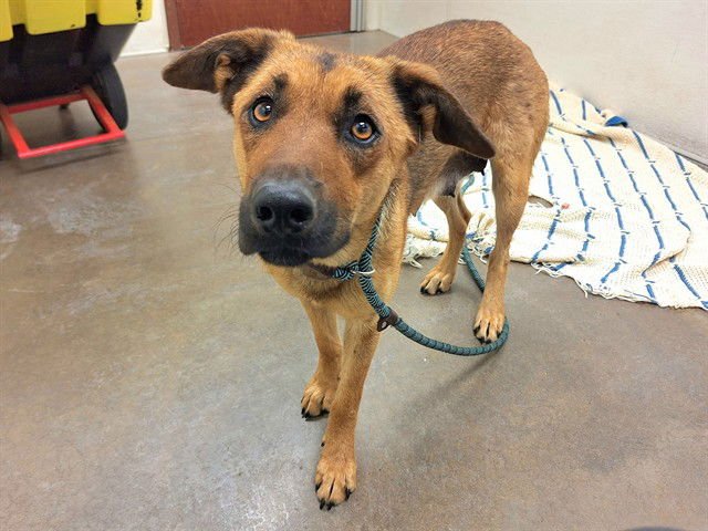 ROBYN - German Shepherd Dog available for adoption