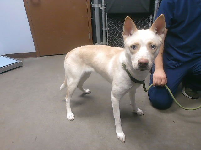 WINNIE - Husky available for adoption