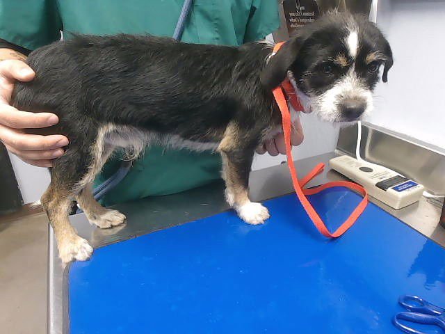 A5158492 - Cairn Terrier / Beagle available for adoption