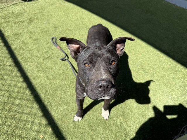 LUCIA - American Pit Bull Terrier available for adoption