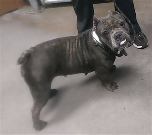 GWEN - American Staffordshire Terrier available for adoption