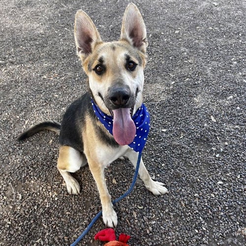 OBI WAN - German Shepherd Dog available for adoption
