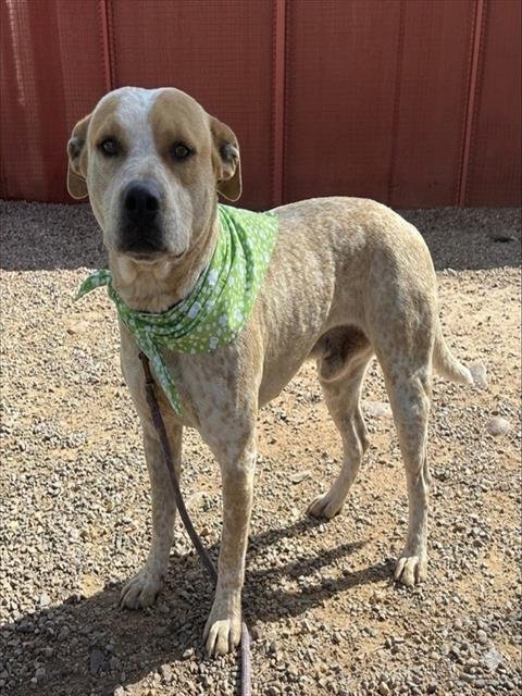 CANTALOUPE - Queensland Heeler available for adoption