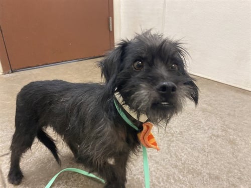 FELIX - Cairn Terrier available for adoption