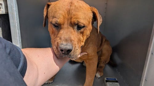 CHILI - American Pit Bull Terrier available for adoption