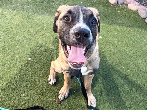 NEMO - Mastiff available for adoption