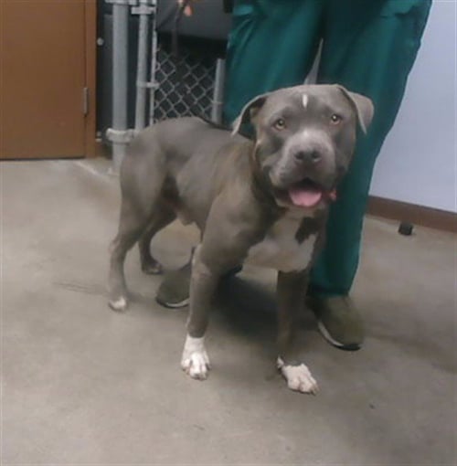 MR GILMORE - American Pit Bull Terrier available for adoption