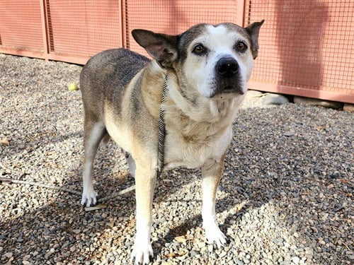 LOBELIA - Australian Cattle Dog/Blue Heeler available for adoption